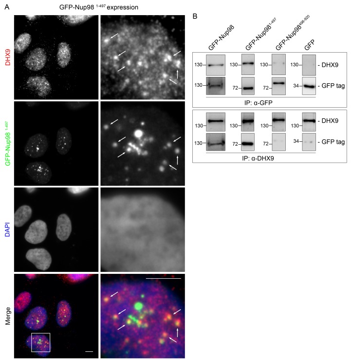 Figure 5—figure supplement 3.