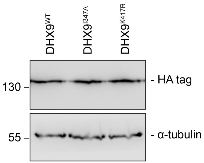 Figure 12—figure supplement 1.