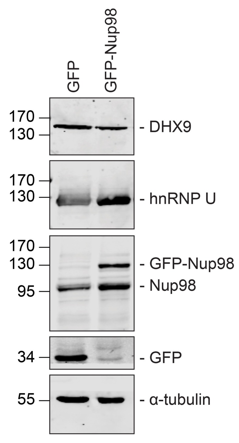 Figure 5—figure supplement 2.