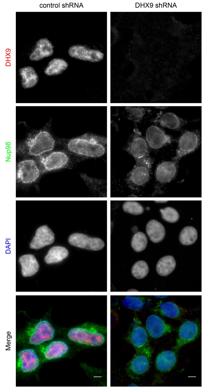 Figure 4—figure supplement 1.