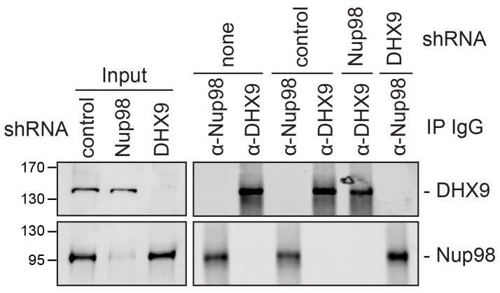 Figure 9—figure supplement 1.