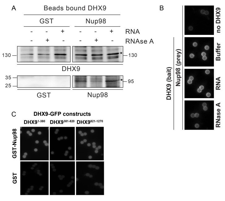 Figure 6—figure supplement 1.