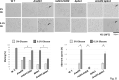 Fig 8