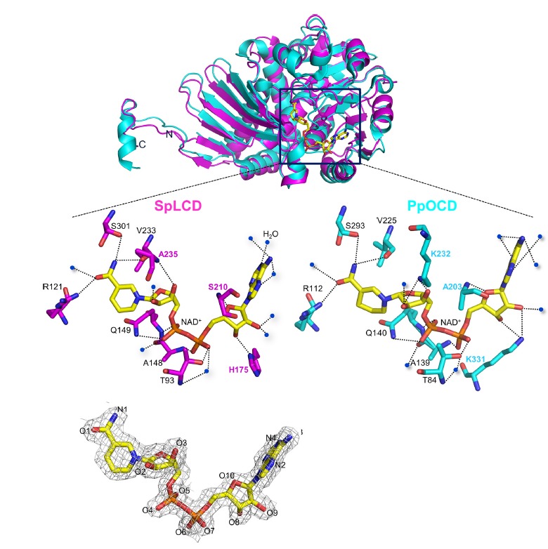 Fig. 3