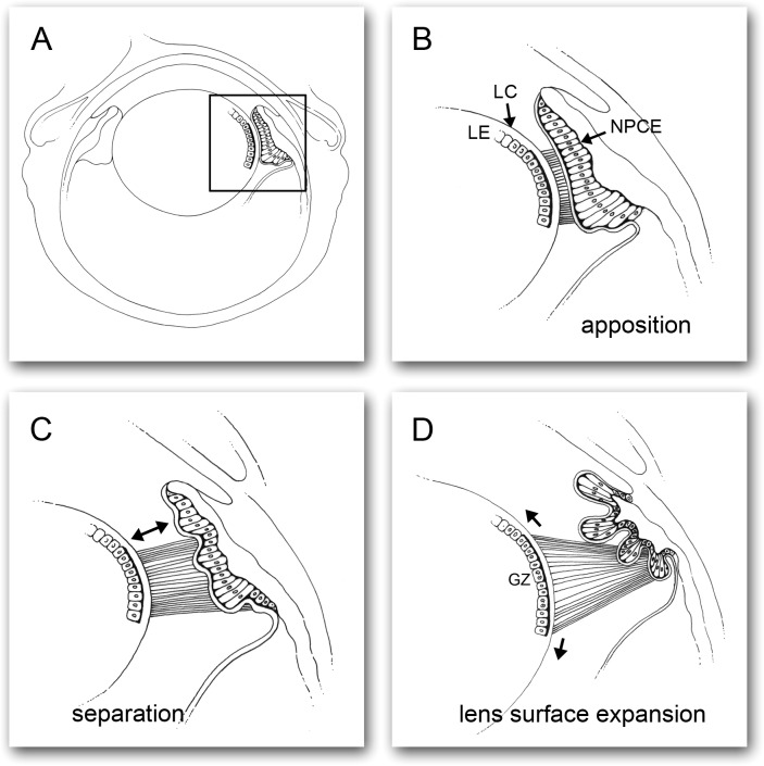 Figure 11. 