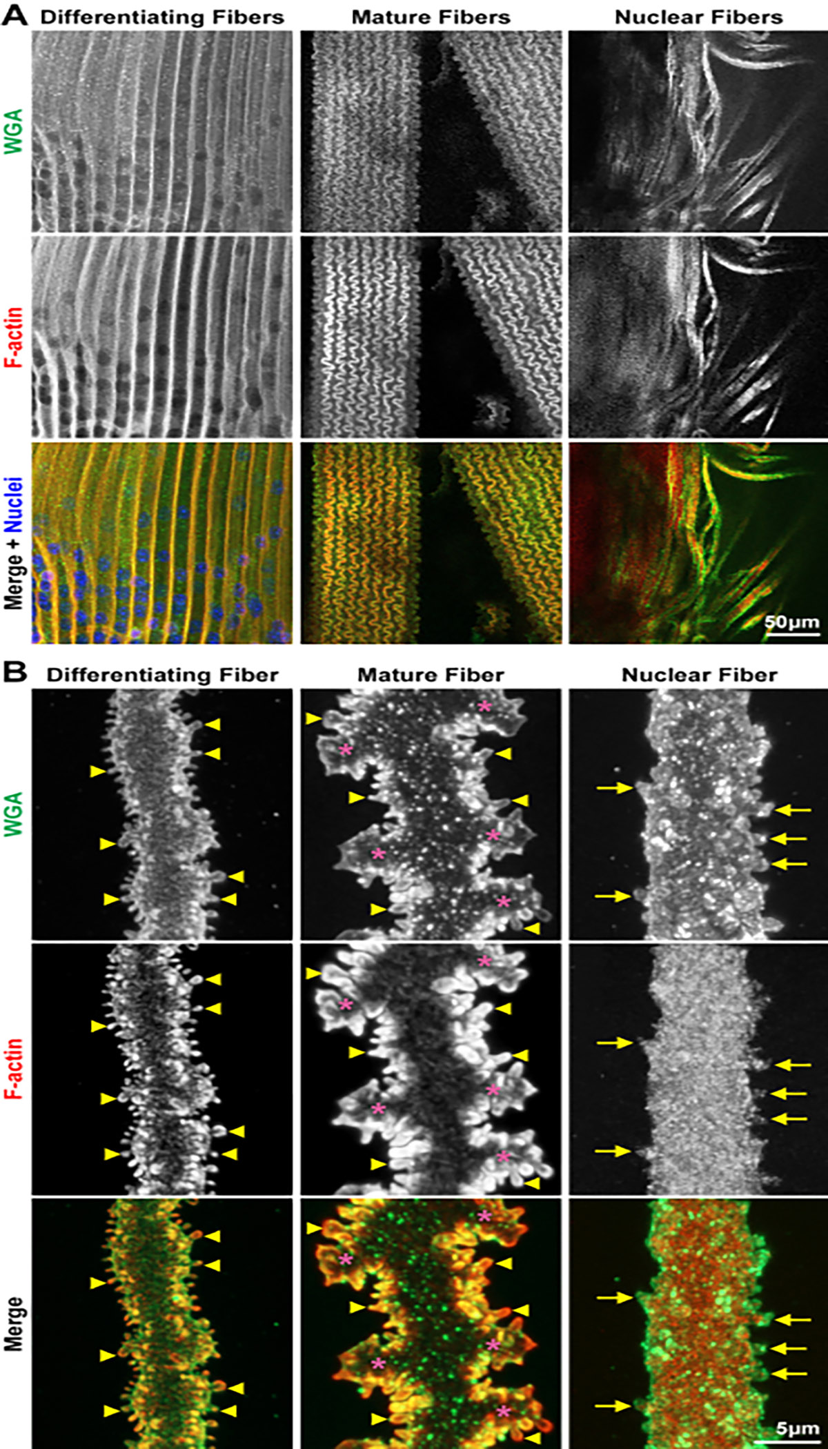 Figure 3: