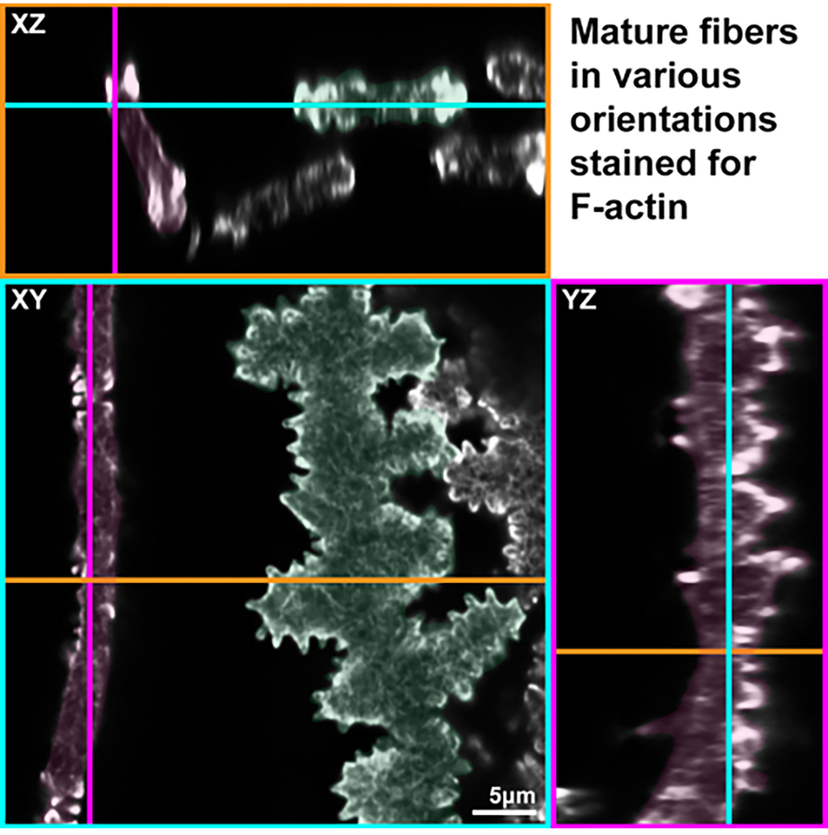 Figure 4: