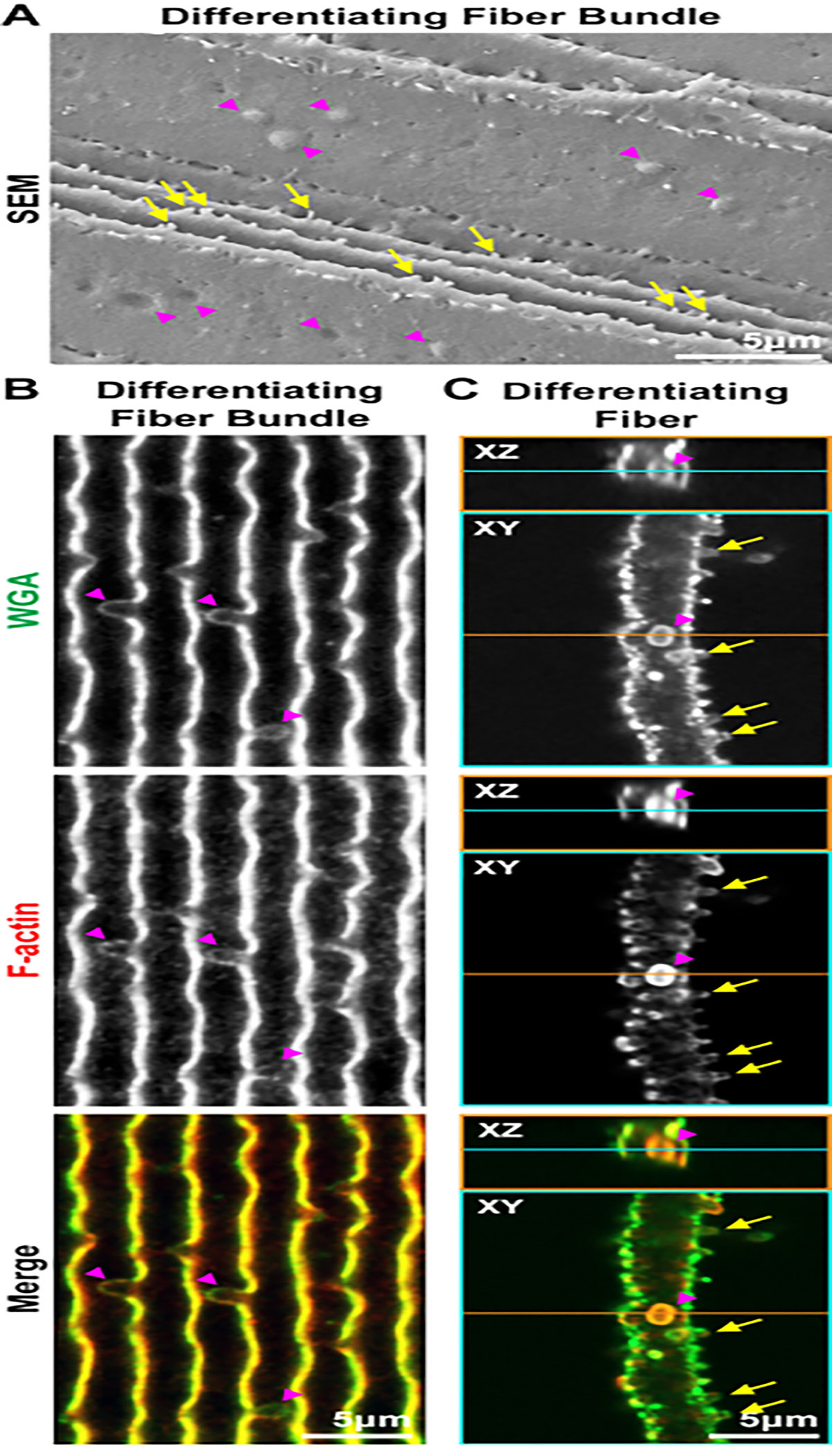 Figure 6: