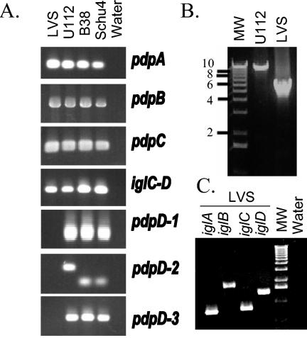 FIG. 2.