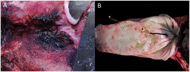 Fig 4