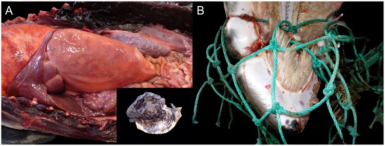 Fig 6