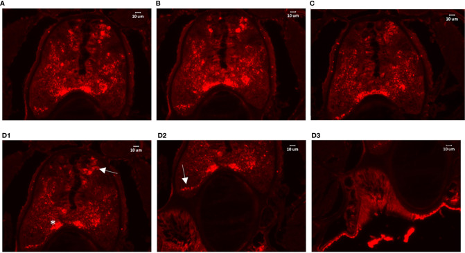 Figure 4