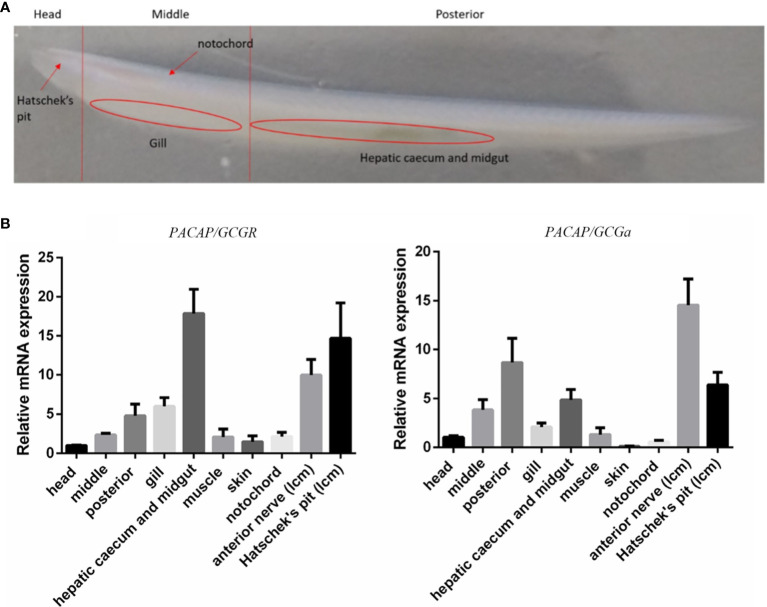 Figure 2