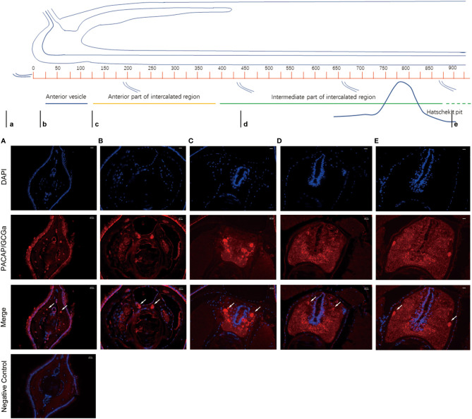 Figure 5