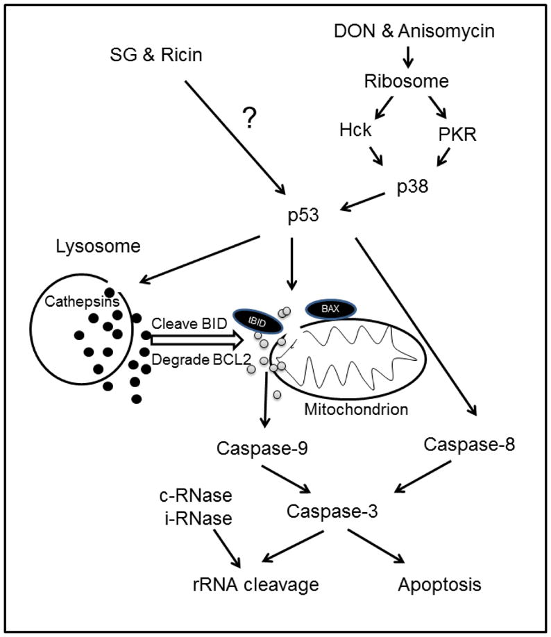 FIG. 10