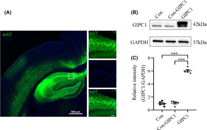 FIGURE 3