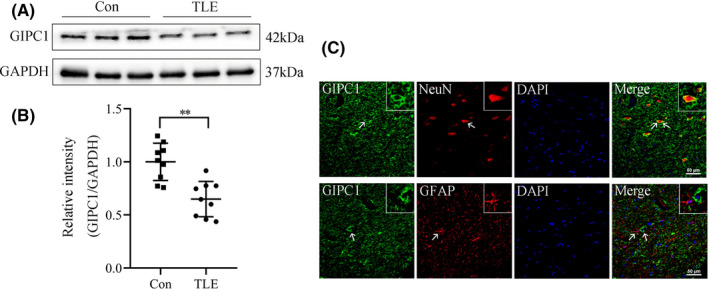 FIGURE 1