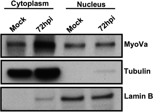 FIG 1