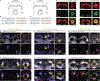 Extended Data Figure 4 |