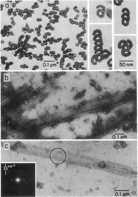 graphic file with name pnas00620-0088-a.jpg