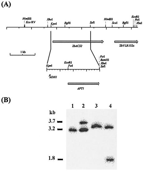 FIG. 2.