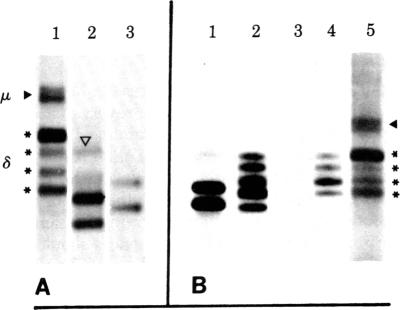 graphic file with name pnas00659-0504-a.jpg