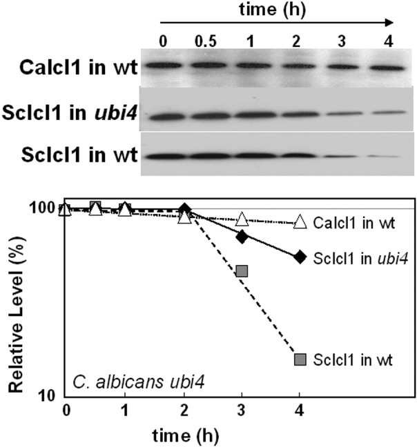 FIG 7 