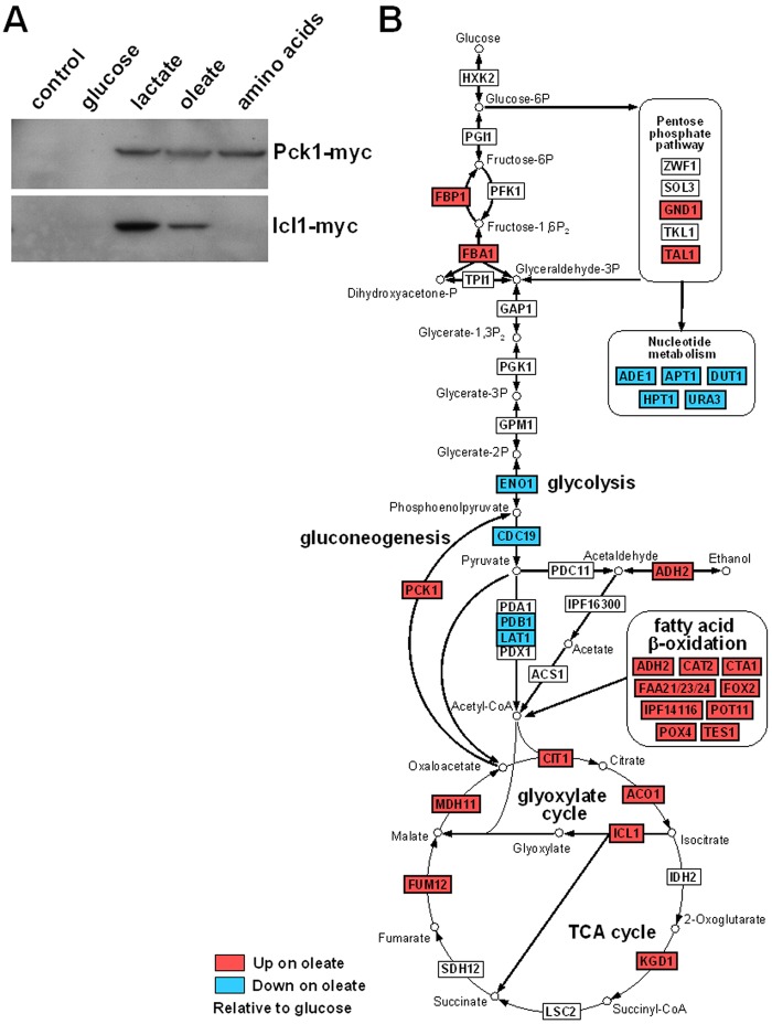 FIG 2 