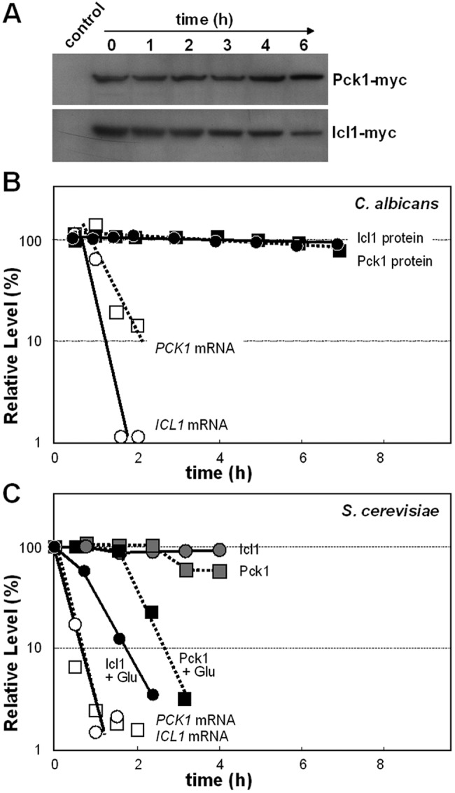 FIG 4 