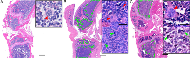 Figure 6: