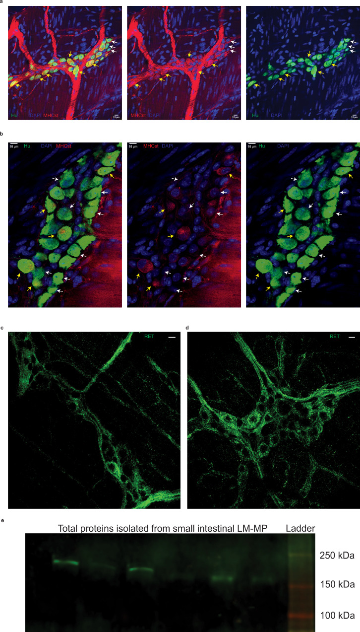 Figure 13—figure supplement 1.