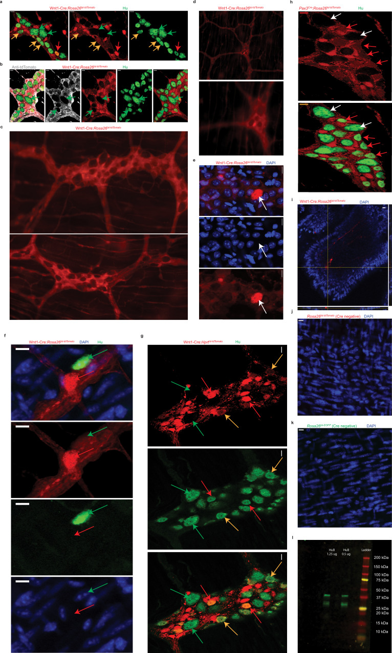 Figure 1—figure supplement 1.