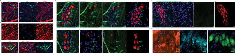 Figure 2—figure supplement 1.