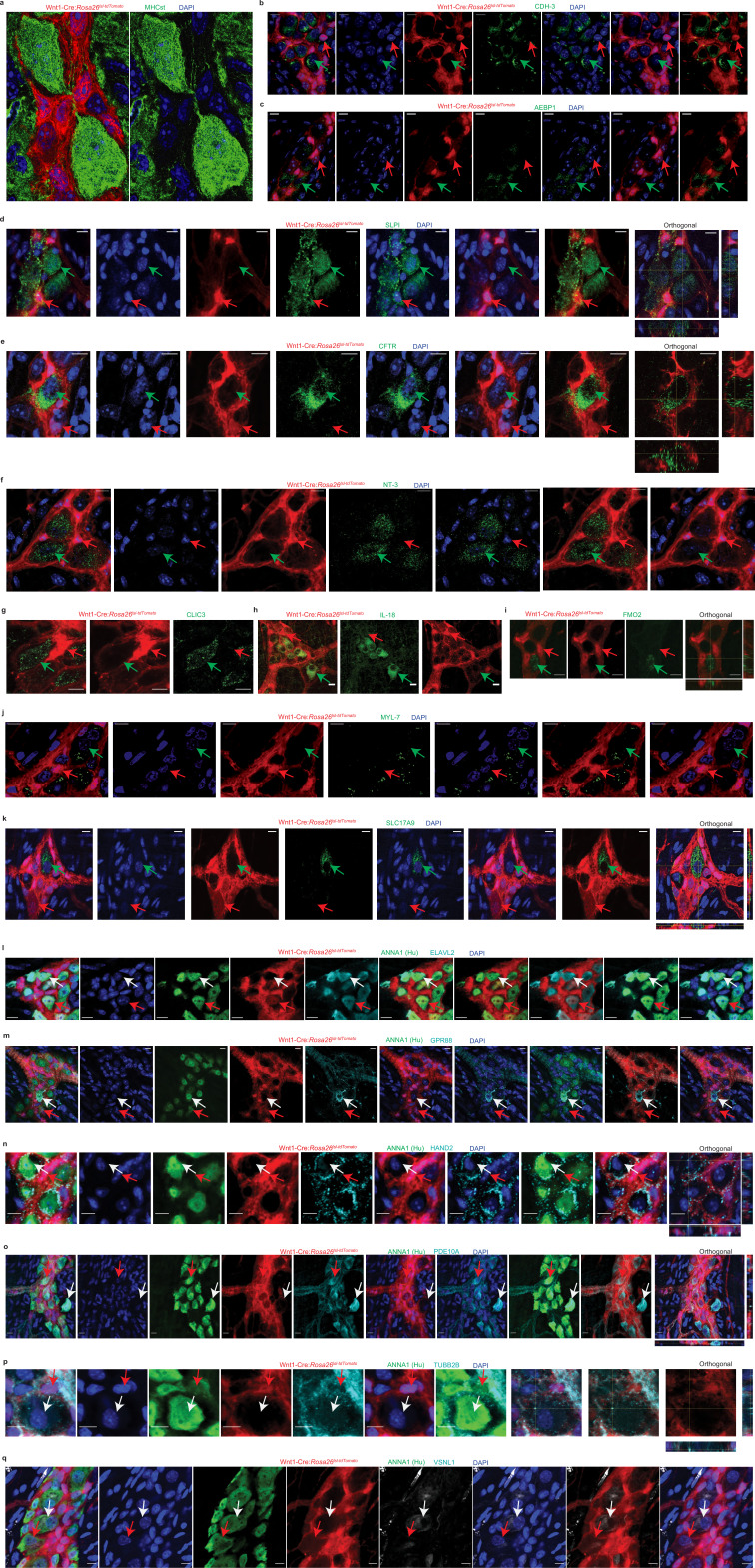 Figure 2—figure supplement 2.