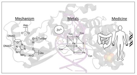 graphic file with name nihms-846849-f0001.jpg