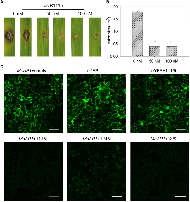 FIGURE 6