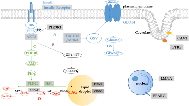 Figure 1