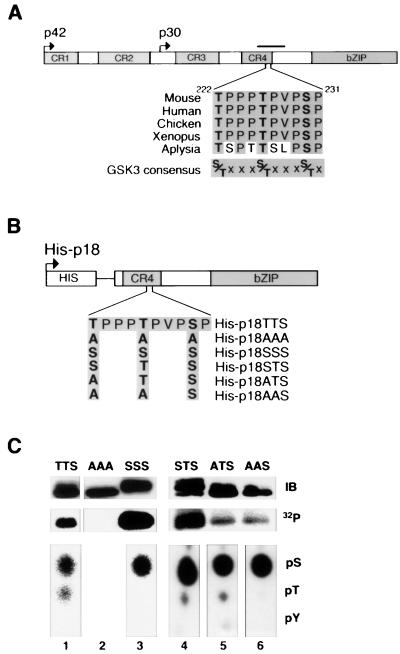 FIG. 1