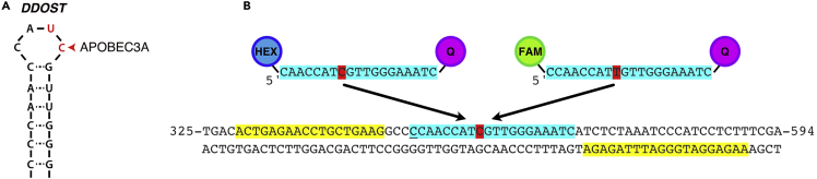 Figure 1