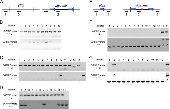 FIG 3 