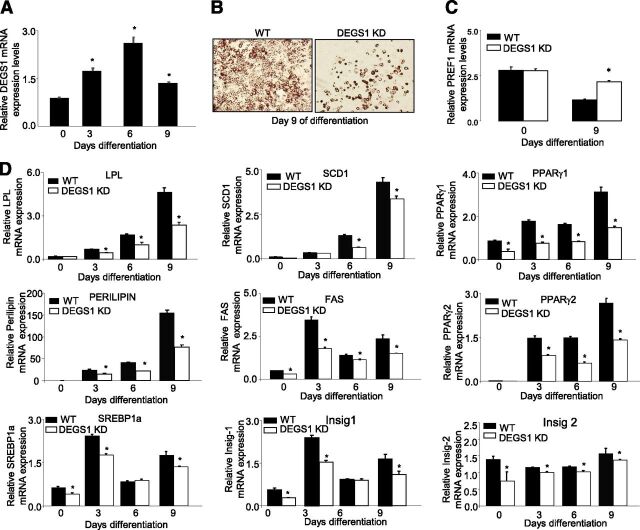 Figure 3. A: mRNA expression of degs1 in 3T3-L1 cells during adipocyte differentiation. B: Lipid accumulation at day 9 of differentiation, Oil Red O staining. C: mRNA expression of PREF1 in WT and degs1 KD cells during differentiation. D: mRNA expression of genes involved in adipocyte differentiation and lipid accumulation. Values are the mean ± SEM of three separate experiments performed in triplicate. FAS, fatty acid synthase; Insig, insulin-induced gene; LPL, lipoprotein lipase. *P < 0.05.