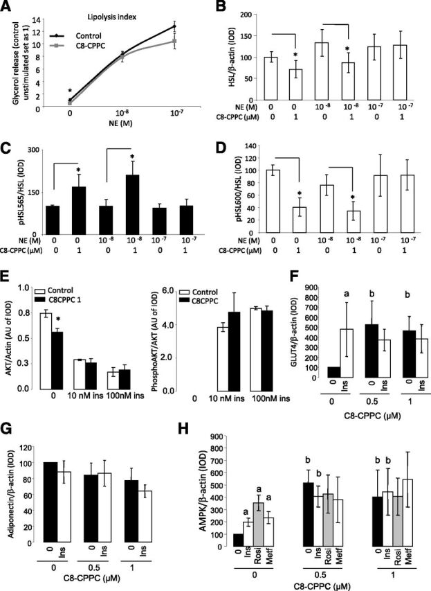 Figure 6. A: Glycerol release in 3T3-L1 adipocytes exposed for 48 h to C8-CPPC and stimulated with NE for 6 h. B–D: Results from Western blot analysis for phosphorylated (p) HSL/HSL ratio and total HSL in 3T3-L1 adipocytes exposed for 48 h to C8-CPPC and stimulated with NE for 6 h. Graphs show the mean ± SEM of two separated experiments: *P < 0.05. E: Effects of pharmacological inhibition of DEGS1 on insulin (ins) signaling. Results from Western blot analysis for p-AKT and AKT in 3T3-L1 adipocytes exposed 48 or 72 h with C8-CPPC 1 µmol/L and increased concentrations of insulin (10–100 nmol/L) for 15 min. F and G: Results from Western blot analysis for Glut4 and adiponectin in 3T3-L1 adipocytes exposed with C8-CPPC 0.5–1 µmol/L and insulin (100 nmol/L) for 48 h. H: Results from Western blot analysis for AMPK in 3T3-L1 adipocytes exposed to C8-CPPC 0.5–1 µmol/L and insulin (Ins) (100 nmol/L), rosiglitazone (Rosi) (1 nmol/L), and metformin (Metf) (100 nmol/L) for 48 h. aP < 0.05 vs. untreated cells (Ins, Rosi, or Metf effect); bP < 0.05 vs. 0 μmol/L C8-CPPC (C8-CPPC effect). AU, arbitrary units; IOD, integrated optical density.