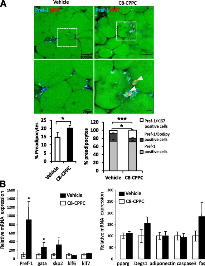 Figure 5. C8-CPPC inhibitor increases proliferation and decreases lipid accumulation in preadipocytes in vivo. Ten-week-old mice were given a 45% HFD for 5 weeks before being treated intraperitoneally with vehicle or C8-CPPC inhibitor (2 mg/kg/day) over 9 days. A: Representative images of immunofluorescence analysis of gonadal AT of control (vehicle) and C8-CPPC–treated mice are presented with Pref-1 (cyan) and Ki67 (red, white arrows). Nuclei and lipids are respectively stained with Hoechst stain (blue) and BODIPY (green). Scale bars: 100 or 20 μm. Quantification of preadipocytes (left graph) (percentage of Pref-1+ cells/total cells) and (right graph) Ki67+ (white bars)/BODIPY+ (dark gray bars) cells among preadipocytes (Pref-1+ cells) (light gray bars). B: mRNA expression of preadipocyte markers and pparg, degs1, adiponectin, caspase 3, and fas in gonadal AT of control and C8-CPPC–treated mice. n = 7–8 mice per experimental group. Values are the mean ±SEM. *P < 0.05, ***P < 0.0001 vs. vehicle.