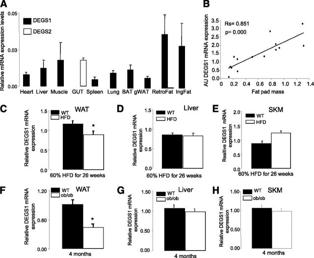 Figure 1. A: Tissue distribution of degs1. B: Correlation of degs1 mRNA expression and fat pad size. The Spearman correlation coefficients were calculated to estimate the linear correlations between variables. The rejection level for a null hypothesis was P < 0.01. Data are from 14 lean mice. C–E: Expression levels of degs1 mRNA in response to HFD. F–H: Expression levels of degs1 mRNA in ob/ob mice. Values are the mean ± SEM for six to eight animals per group. *P < 0.05 vs. WT. AU, arbitrary units; BAT, brown AT; gWAT, gonadal WAT; IngFat, inguinal fat; RetroFat, retroperitoneal fat; SKM, skeletal muscle.