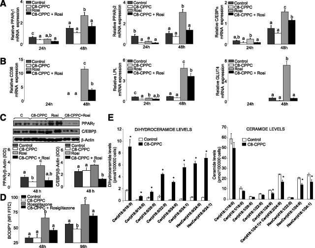 Figure 4. 3T3-L1 cells treated with C8-CPPC and/or rosiglitazone. A and B: mRNA expression of genes involved in adipocyte differentiation and lipid accumulation at 24 and 48 h after induction. C: Protein expression levels of PPARγ2 and cEBPα. D: Lipid content after 48 and 96 h of differentiation. Values are the mean ± SEM of two separate experiments performed in triplicate. One-way ANOVA was used to analyze the statistical significance between treatments at 24 and 48 h. Significant differences (Duncan test, P < 0.05) are indicated with different letters. E: DhCer, Cer, and hexosylceramide (HexCer) levels after 48 h of differentiation. Values are the mean ± SEM of two separate experiments performed in triplicate. cEBP, CCAAT/enhancer binding protein; d, day; FITC, fluorescein isothiocyanate; MFI, mean fluorescence intensity; Rosi, rosiglitazone. *P < 0.05.