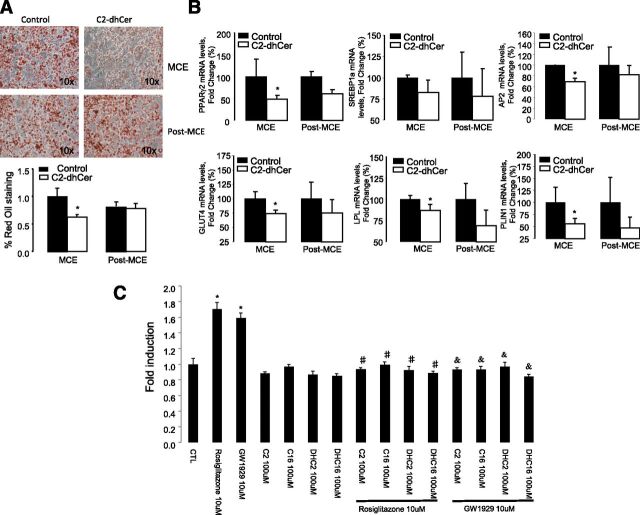 Figure 7. A and B: DhCers impair adipocyte differentiation during early adipogenesis. 3T3-L1 preadipocytes treated with C2DhCer (50 µmol/L) for a period of 48 h at day 0 or day 3 of differentiation. Oil Red O staining and mRNA expression of adipogenesis and lipid metabolism genes. Values are the mean ± SEM of two separate experiments performed in triplicate. *P < 0.05 vs. control. C: DhCers decrease ligand-mediated PPARγ transactivation. Cells were treated with DMSO as a control group and rosiglitazone 10 μmol/L, GW1929 10 μmol/L, and C2 and C16DhCers and Cers 100 μmol/L as indicated. Graphs represent the average of three independent experiments. *P < 0.05 vs. control cells; #P < 0.05 vs. rosiglitazone; &P < 0.05 vs. GW1929. CTL, control.