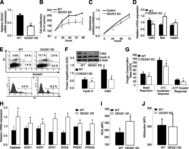 Figure 2. A: mRNA expression of degs1 in 3T3-L1 treated with short hairpin RNA (shRNA) against degs1. B and C: Cell proliferation (XTT and BrdU assays every 24 h until 96 and 72 h, respectively). D: mRNA expression of Cdk2, Bcl2, Bax, and Caspase3. E: Apoptosis and cell death rate. F: Protein expression of Cdk2. G: Oxygen consumption rate. H: mRNA expression of antioxidant machinery genes. I: Reactive oxygen species production. J: Mitochondria levels. All these experiments were perfomed in degs1 KD and WT 3T3-L1 cells. Values are the mean ± SEM of three separate experiments performed in triplicate. ETC, electron transport chain; MFI, mean fluorescence intensity; PI, propidium iodide. *P < 0.05.