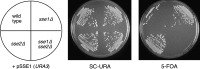 F<sc>igure</sc> 2.—