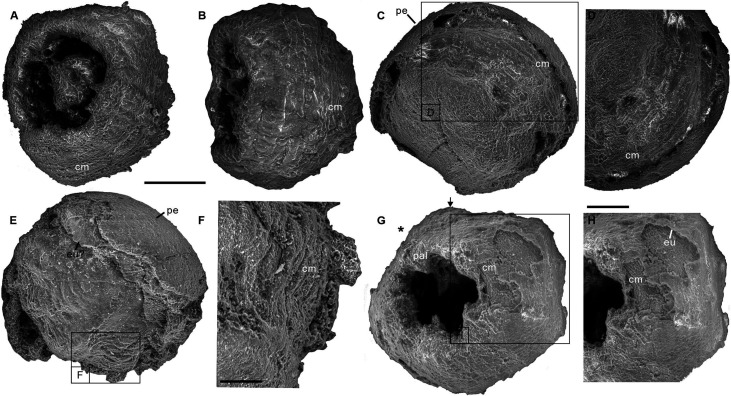 Figure 1—figure supplement 2.