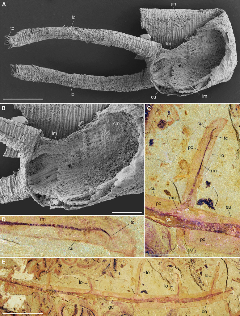 Figure 4—figure supplement 2.